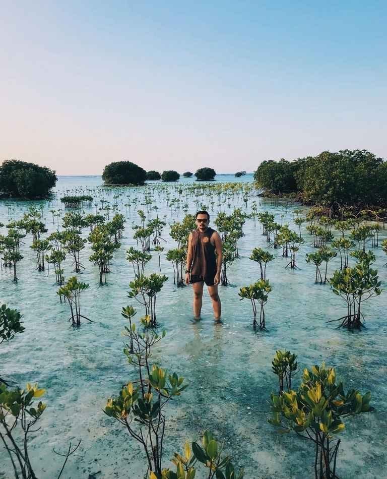 Suasana Hutan Mangrove Pulau Pari