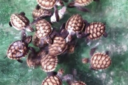 Penangkaran Penyu Taman Nasional Kepulauan Seribu