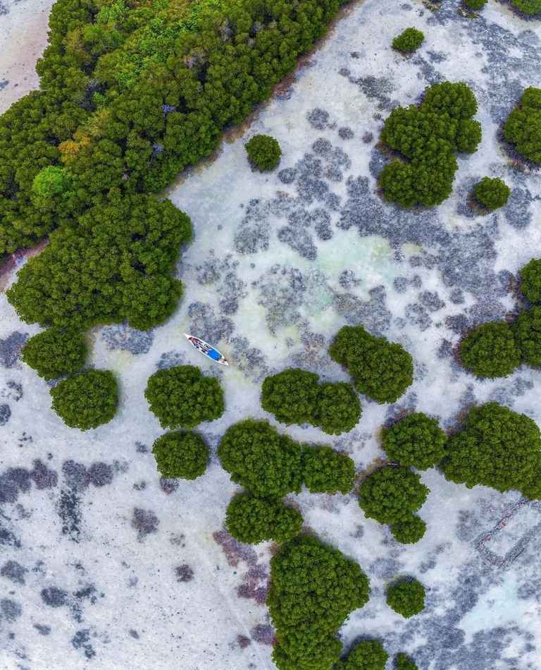 Hutan Mangrove Pulau Pari Kepulauan Seribu