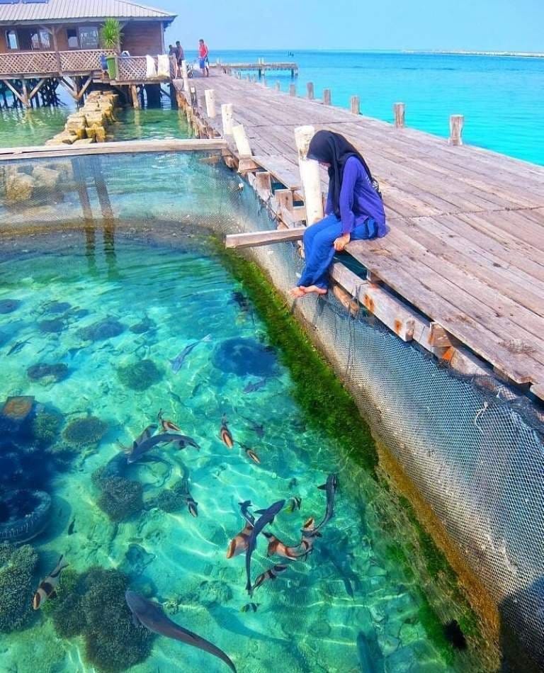Penangkaran Hiu Nusa Resto Pulau Pramuka