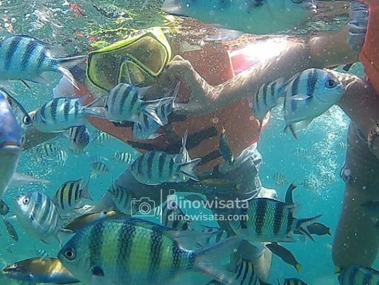 Spot Snorkeling Wisata Pulau Pramuka