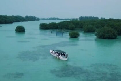 Jelajah Hutan Mangrove Pulau Pari