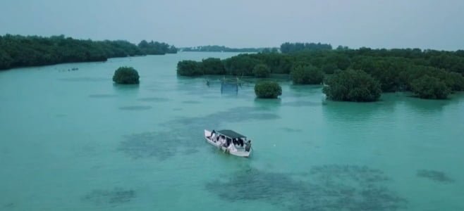 Jelajah Hutan Mangrove Pulau Pari