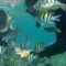 Spot Snorkeling Wisata Pulau Tidung