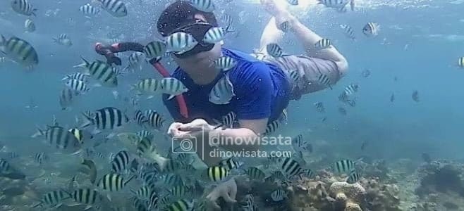 Spot Snorkeling Wisata Pulau Pari