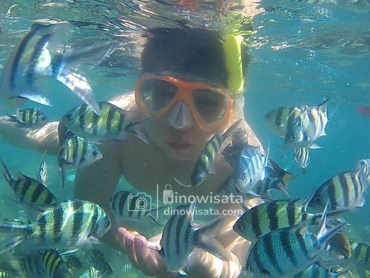 Spot Snorkeling Wisata Pulau Harapan