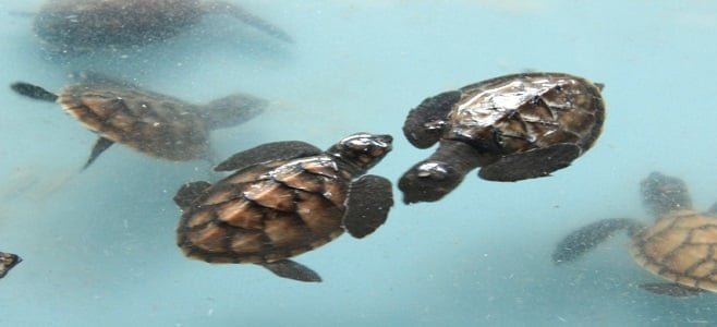 Penangkaran Tukik Wisata Pulau Seribu