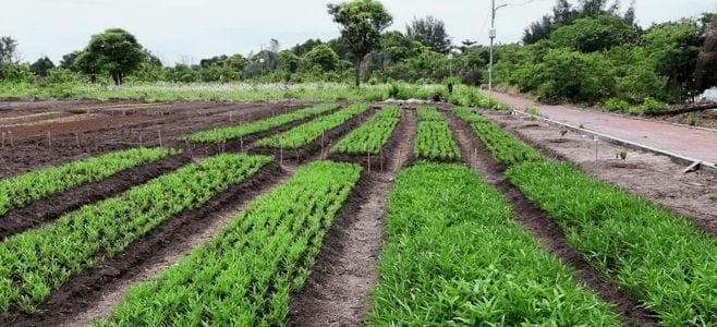 Dokumentasi Agro Wisata Pulau Tidung Kecil