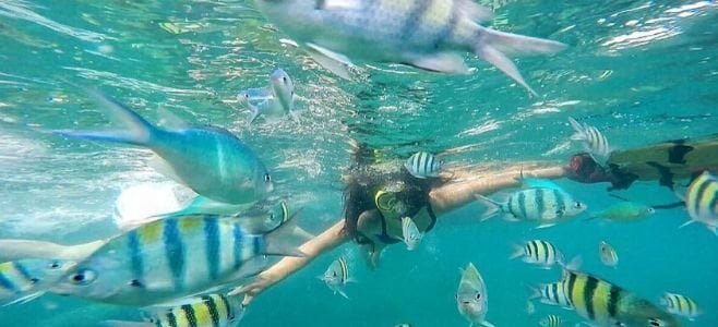 Spot Snorkeling Pulau Dolphin Wisata Pulau Harapan