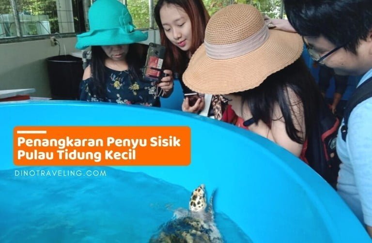 Penangkaran Penyu Sisik Pulau Tidung Kecil