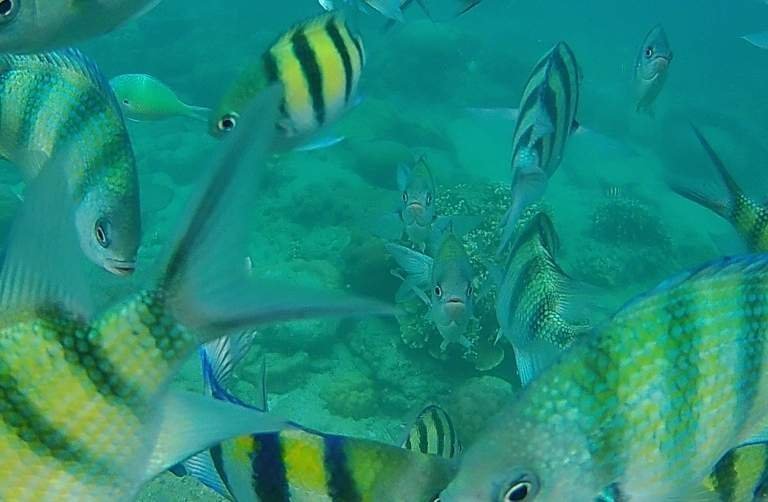 Salah Satu Spot Snorkeling di Kepulauan Seribu